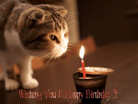 animated gif happy birthday|funny happy birthday animated gif.